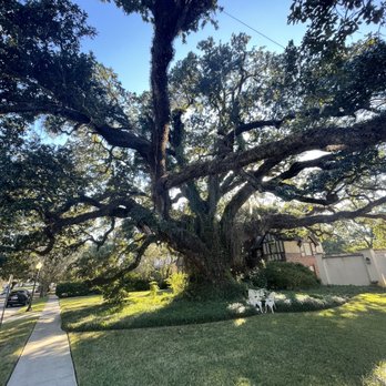 Pharr Oak Tree - Landmarks & Historical Buildings Near Me - Mobile, Alabama Pharr Oak Tree - Landmarks & Historical Buildings Near Me - Mobile, Alabama