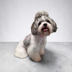 Barktastic Cuts Grooming