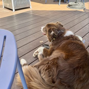 Red's Lakehouse - Pup friendly patio - Bars Near Me - Marblehead, Ohio