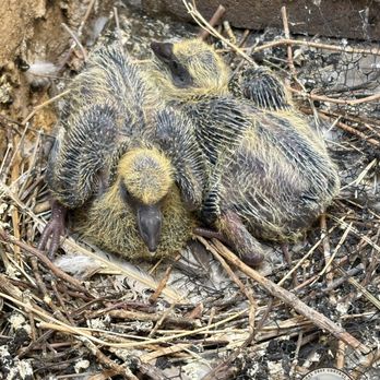 Lizard Lick Pest Control - Baby pigeons - Pest Control Near Me Lizard Lick Pest Control - Baby pigeons - Pest Control Near Me