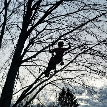 Fleming Tree Professionals - Tree Services Near Me Fleming Tree Professionals - Tree Services Near Me