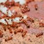 Promax Pest Control