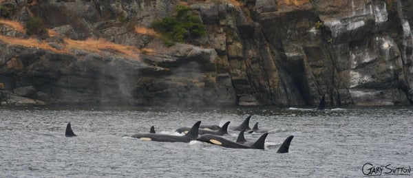 Steveston Seabreeze Adventures Vancouver by null