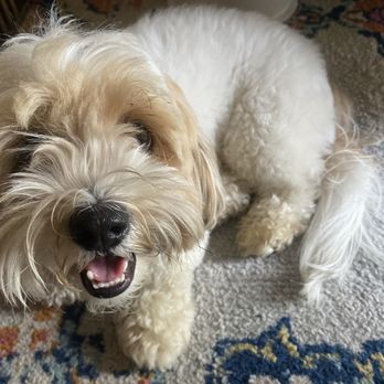 California Pampered Pooches - Dog Walkers Near Me - Vallejo, California California Pampered Pooches - Dog Walkers Near Me - Vallejo, California