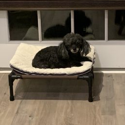 Lola enjoying herself at rest after a long day if walks, eating & generally being happy! Lola enjoying herself at rest after a long day if walks, eating & generally being happy!