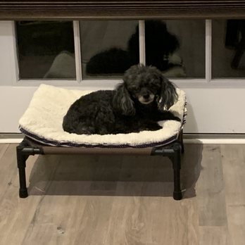 Brick Town Veterinary Hospital - Lola enjoying herself at rest after a long day if walks, eating & generally being happy! - Veterinarians Near Me - Brick, New Jersey Brick Town Veterinary Hospital - Lola enjoying herself at rest after a long day if walks, eating & generally being happy! - Veterinarians Near Me - Brick, New Jersey