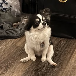 Olly'S Dog Grooming: Perfect Pampering for Pets