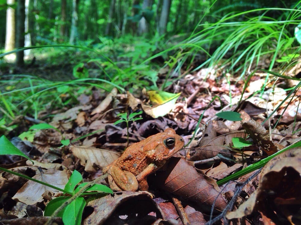 SHALLOW FORD NATURAL AREA 1955 Gerringer Mill Rd, Burlington, North