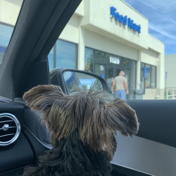 Chevron - a dog sitting in the drivers seat of a car - Gas Stations Near Me - Arbuckle, California Chevron - a dog sitting in the drivers seat of a car - Gas Stations Near Me - Arbuckle, California