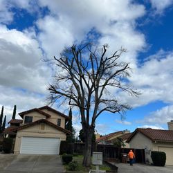 Better Tree Care