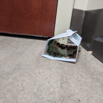 Habitat Pest Control - Oriental Roaches - Pest Control Near Me - San Jose, California