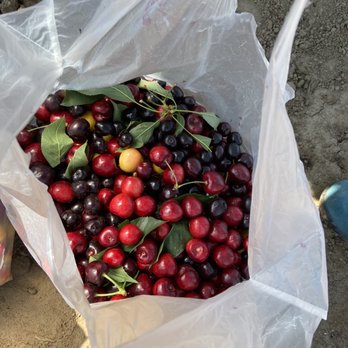 Mariani Orchards Harvest Experience - So many varieties of cherries! - Pick Your Own Farms Near Me - Morgan Hill, California Mariani Orchards Harvest Experience - So many varieties of cherries! - Pick Your Own Farms Near Me - Morgan Hill, California