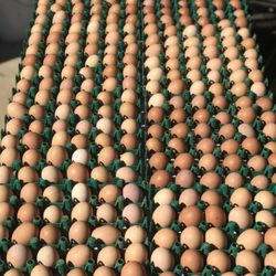 Pure Pasture Farms Richland Park - Pasture Raised Farm Fresh Eggs