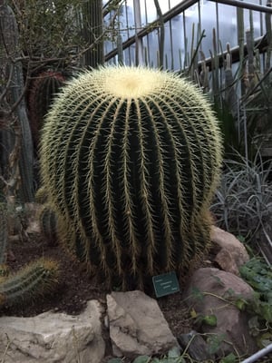 Palmiarnia Poznańska by null