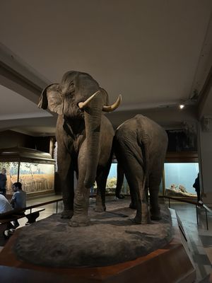 American Museum of Natural History by null