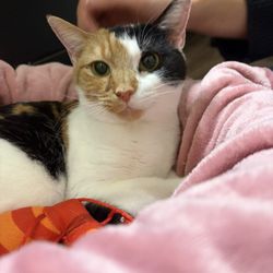 Meow House Cat Rescue - The day Oz dropped her off. The amazing foster gave our baby the pink blanket and lobster!