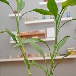 Tělo Massage Studio