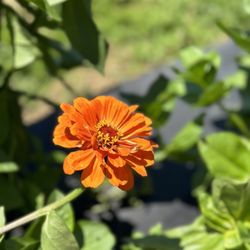 Mark's Melon Patch - More flowers