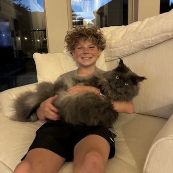 Marinas Maine Coons - King Oz - Pet Breeders Near Me Marinas Maine Coons - King Oz - Pet Breeders Near Me