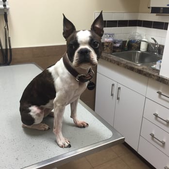 Millwoods East Veterinary Clinic - #soexcited #youtrickedme #gettingmicrochipped - Veterinarians Near Me - Edmonton, Alberta Millwoods East Veterinary Clinic - #soexcited #youtrickedme #gettingmicrochipped - Veterinarians Near Me - Edmonton, Alberta
