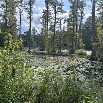 Cypress Gardens - Parks Near Me - Moncks Corner, South Carolina Cypress Gardens - Parks Near Me - Moncks Corner, South Carolina