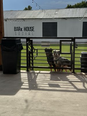 BARk House Social by null