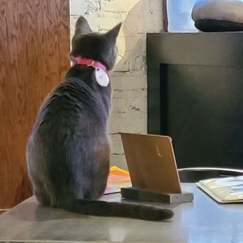 Pounce Cat Cafe - Pet Adoption Near Me - Charleston, South Carolina