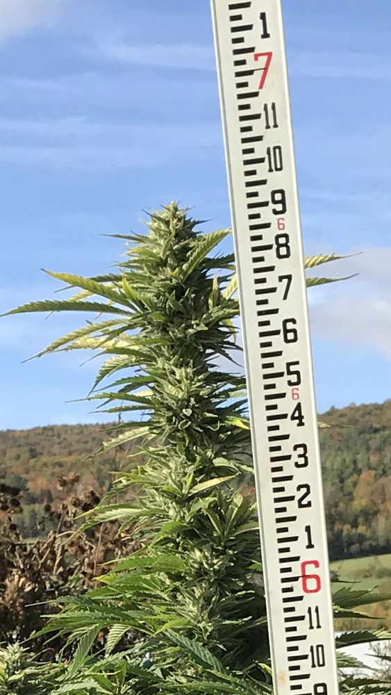 Food from Vermont Mealworm Farm