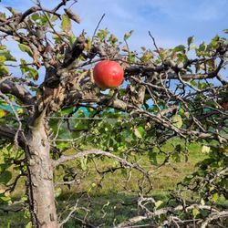 Bushy Hill Orchard - Apple