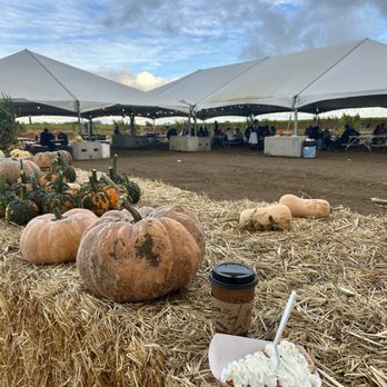 Cool Patch Pumpkins - Hot Vanilla Latte & Pumpkin Pie - Pumpkin Patches Near Me - Dixon, California