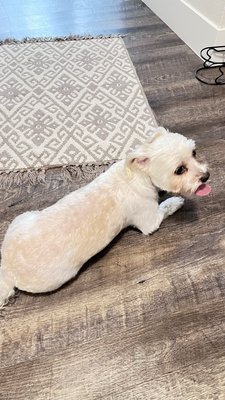 Woof Gang Bakery & Grooming