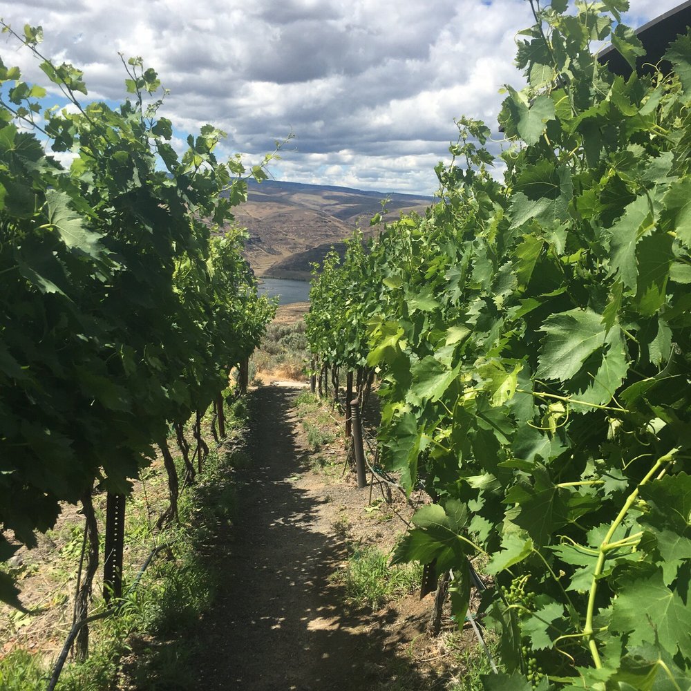 Cave B Estate Winery - Waking through the vineyard - Wineries Near Me - Redmond, Washington Cave B Estate Winery - Waking through the vineyard - Wineries Near Me - Redmond, Washington