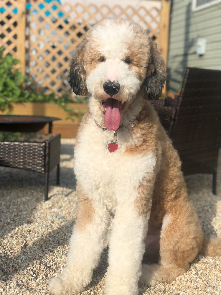 BUBBLES & BOWS DOG GROOMING Updated August 2024 30 Photos & 10 Reviews 4433