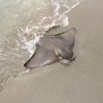 Dillon Beach - Sting ray - Beaches Near Me - Dillon Beach, California Dillon Beach - Sting ray - Beaches Near Me - Dillon Beach, California