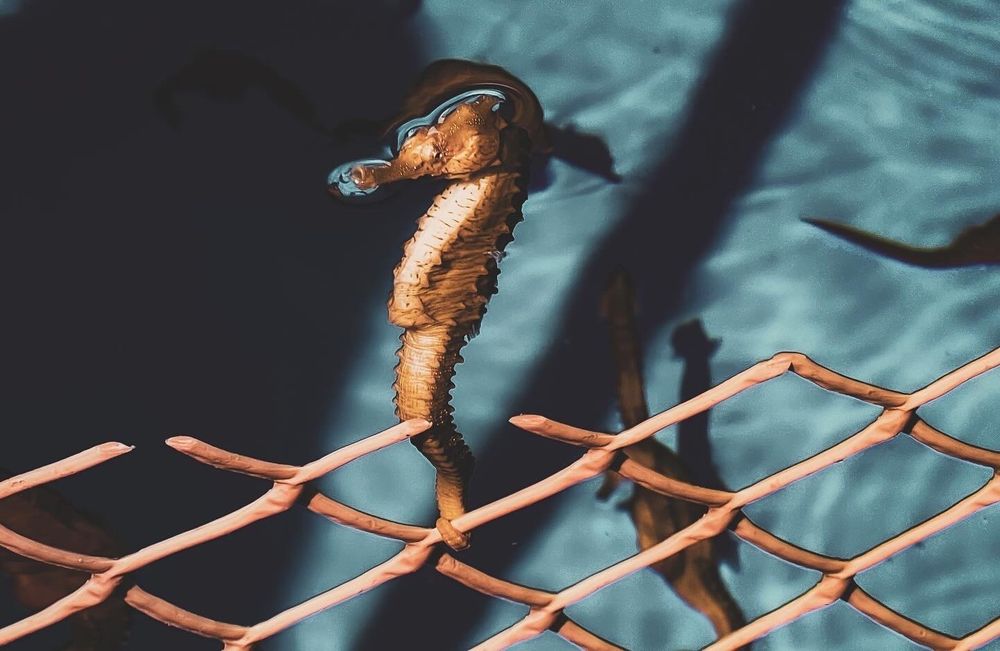 OCEAN RIDER SEAHORSE FARM Updated September 2024 436 Photos & 171