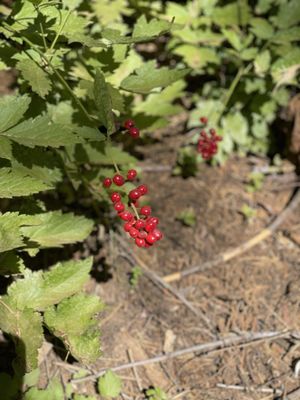 Calaveras Big Trees State Park by null