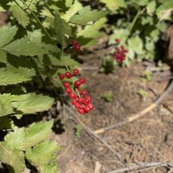 Calaveras Big Trees State Park - Berrys from a female yew tree which grow in the grove.