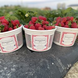 Redemption Farms - Our strawberries are second to non. U-pick patch open May-June