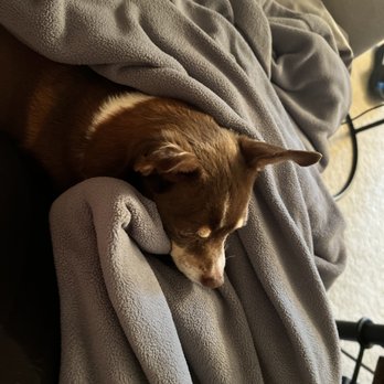 Two Sisters Pet Sitting - House Sitters Near Me