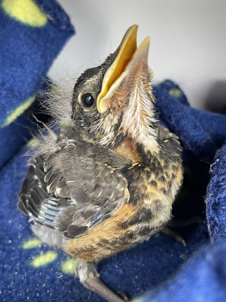 Maine Wildlife Transport - social services organization in Brunswick, ME