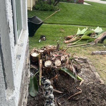Golden Tree Service - Tree Services Near Me