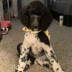 Bubbles N' Bows Doggie Salon Giftly Email, Text or Print, 717