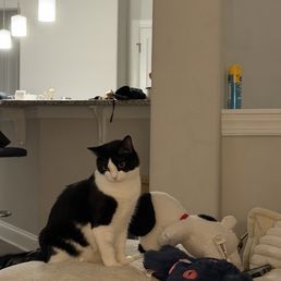 kitties