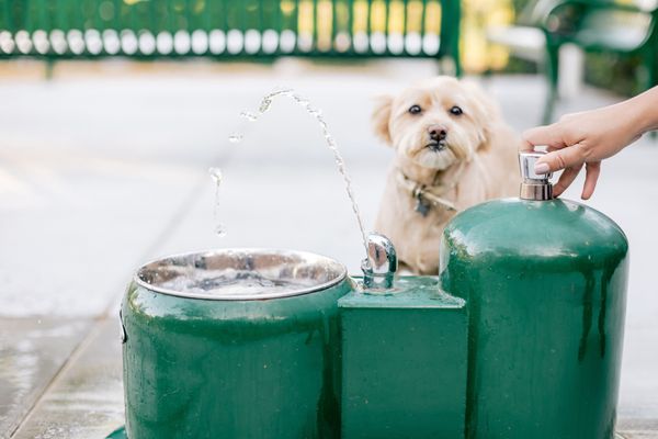 Four Seasons Residence Club Aviara, North San Diego by null