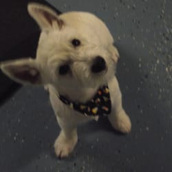 A Gentle Touch Pet Care Services