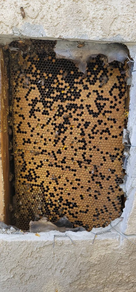 Bee Rooted - beekeeping in Rancho Cucamonga, CA