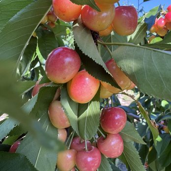The Cherry Pit - Rainier cherries - Pick Your Own Farms Near Me - Brentwood, California