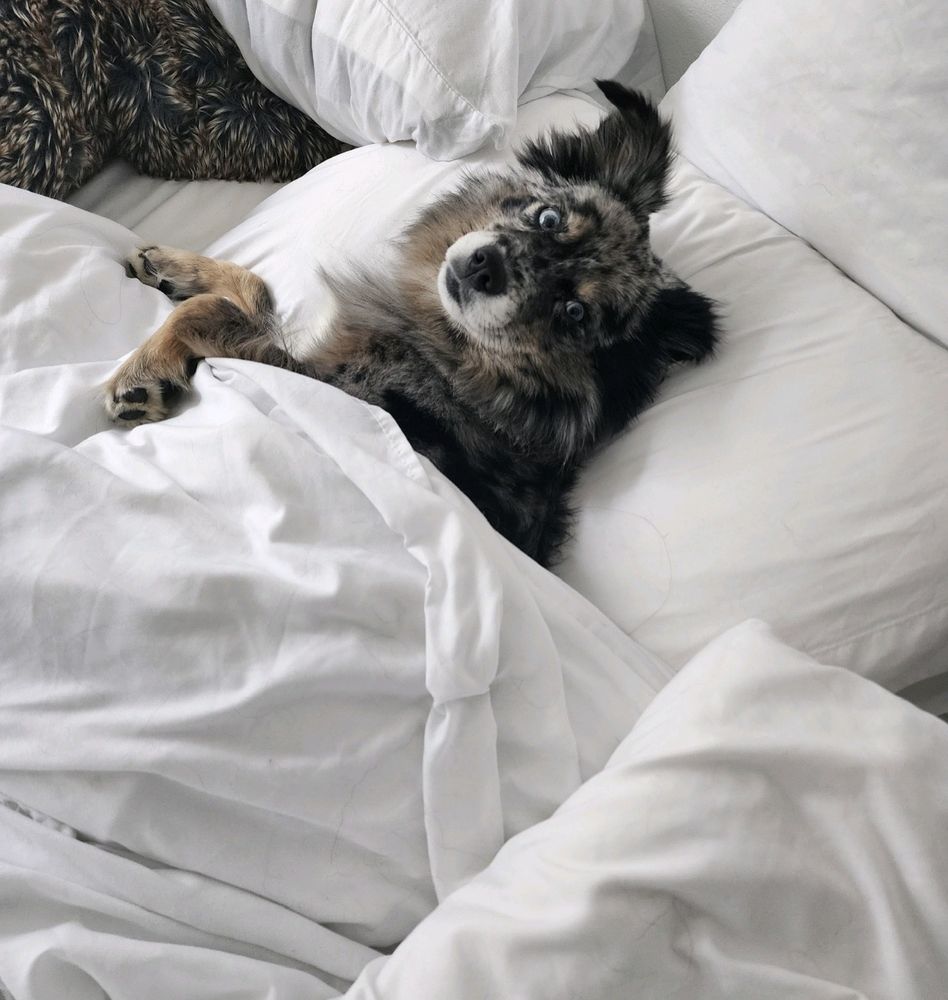 THE ARK PET SPA & HOTEL Updated August 2024 20 Photos & 28 Reviews