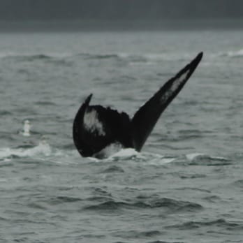 HiTime Charters - Humpback playing at North Pass by Shelter Island - Boat Charters Near Me HiTime Charters - Humpback playing at North Pass by Shelter Island - Boat Charters Near Me