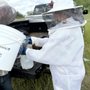 Photo of Cornerstone Honey Bees